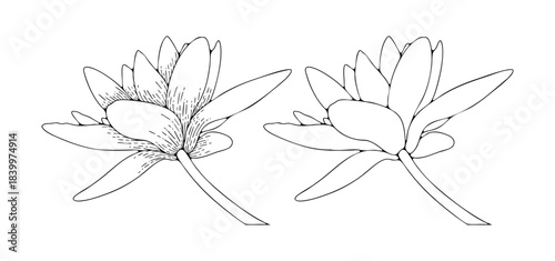 Hand drawn lotus flower or water lily outline or sketch isolated on white background.
