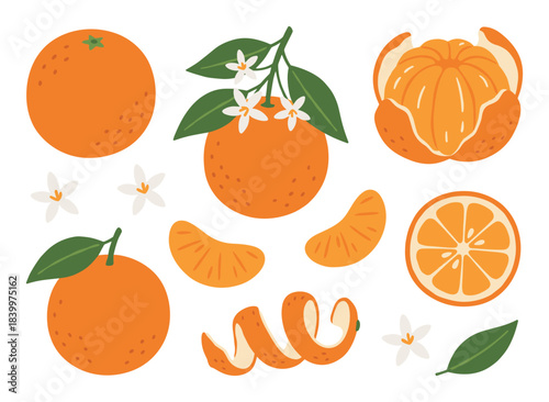 Fresh oranges set. Whole fruit, slices, peeled, leaves, and blossoms collection. Citrus fruit illustration.