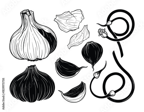 Garlic bulbs cloves skins scapes. Cooking traditional medicine kitchen ingredient flavor.