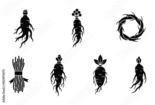 Ginseng root and berry. Traditional chinese herbal medicine. Set of botanical illustrations.