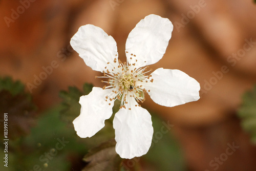 Closeup of dewberry flower in spring in WG Jones State Forest in Conroe, Texas