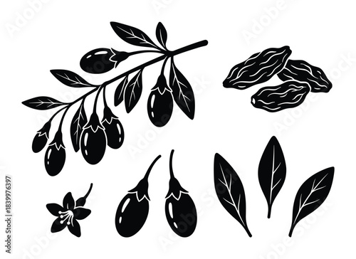 Goji berries collection. Fresh branch, dried fruit, individual elements. Healthy superfood. Organic.