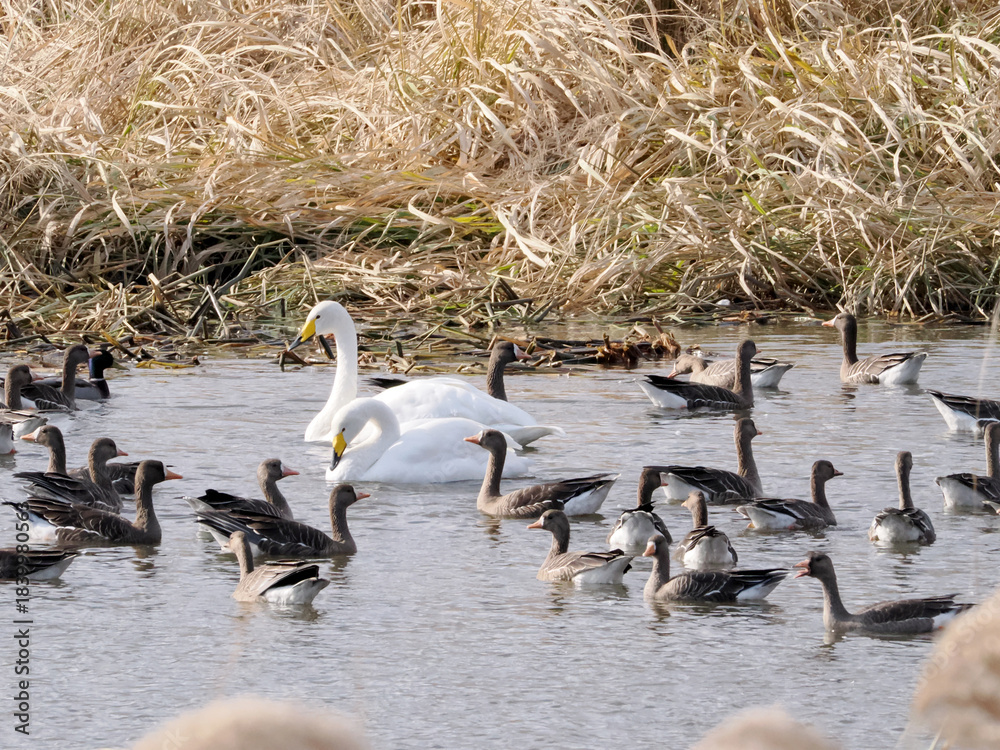 Fototapeta premium 沼に浮かぶオオハクチョウとマガン