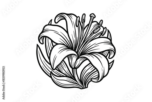 Lily flower illustration. Open petals. Botanical drawing. Elegant bloom. Decorative floral round.