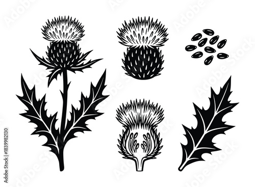 Milk thistle plant with thorny leaves and flowers isolated. Botanical drawing of wild herb and seeds.