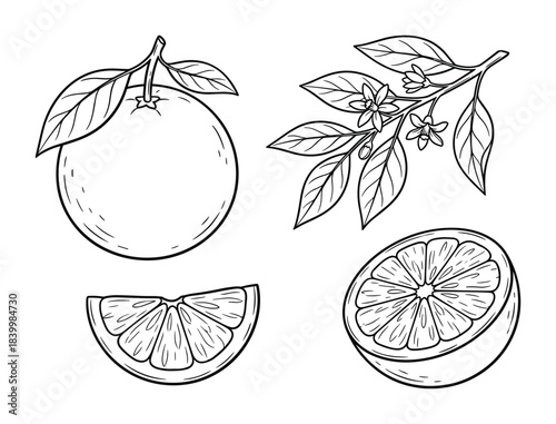 Orange fruit vector drawing. Whole orange slice blooming branch leaves isolated. Outline citrus collection.