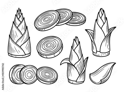 Outline bamboo shoots set. Unpeeled, sliced, ingredient, cooking, healthy, organic, plant, food, isolated, growth