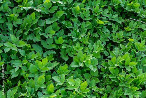 Wallpaper Mural Vibrant green foliage covers the ground providing a lush natural carpet in a forest setting under bright daylight Torontodigital.ca