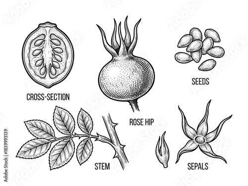 Rose hip plant set. Whole fruit. Cross section. Seeds. Stem. Sepals. Leaves. Berry botany vector illustration.