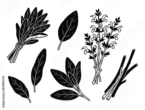 Sage leaves bundle, fresh leaf, aromatic herb, plant branches, medicinal herb, cooking ingredient.