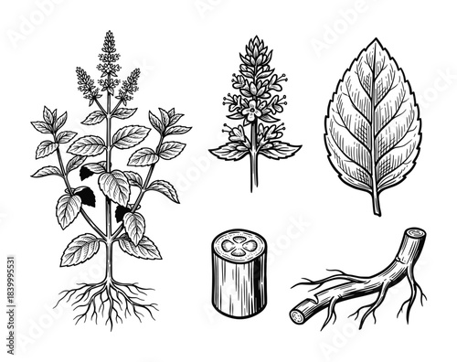 Set of isolated mint plant, flowers, leaf, stem and root. Hand drawn in a graphic style.