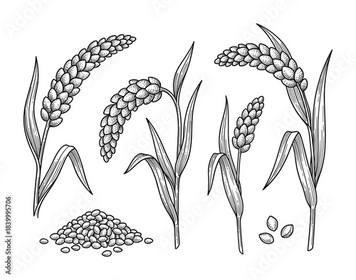 Set of isolated rice plants and grains. Hand drawn in a graphic style with outline.