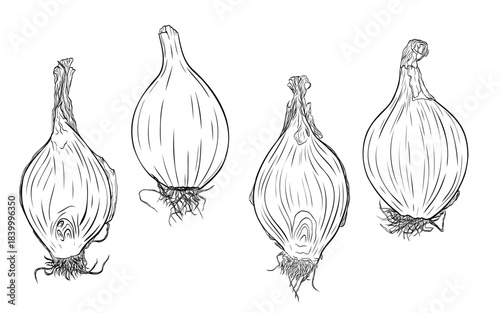Onion head, cut lengthwise, onion slices monochrome botanical aromatic vegetables illustration set, clip art . ink vector.