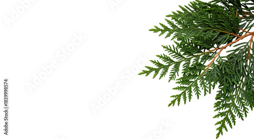 fresh western red cedar branch, dewy green textured needles, hyper-photorealistic macro close-up, isolated on transparent studio background with extensive copy space. concept for winter holiday