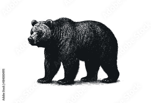 A detailed hand-drawn style engraving of a powerful bear walking in profile, presented in black and white on an isolated white background — stock vector.