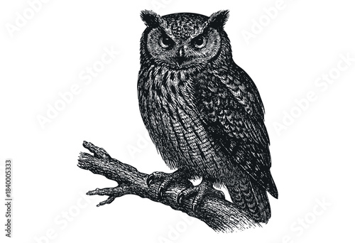 A detailed black and white vintage engraving style illustration of a majestic owl perched on a textured branch, exuding wisdom and a classic aesthetic — stock vector.