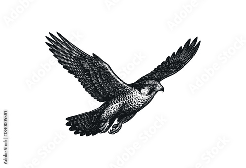 A powerful black and white illustration of a falcon in dynamic flight with wings fully spread, rendered in a vintage engraving style — stock vector.