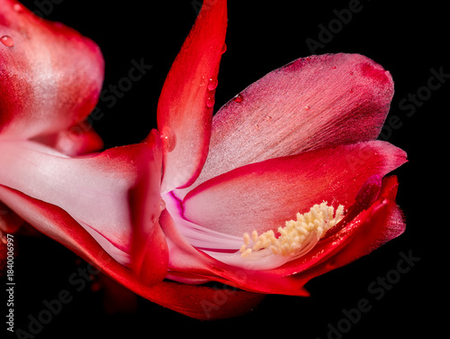 Stunning Red Christmas Cactus Bloom Macro Isolated on Pure Black