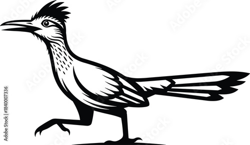 Roadrunner bird illustration in dynamic walking pose, stylized wildlife artwork featuring detailed feathers, desert animal design and nature-inspired graphic element for creative projects