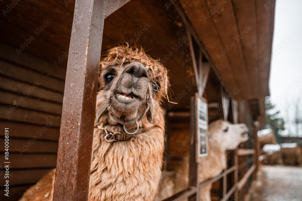 Obraz premium Brown Alpaca close-up on a farm