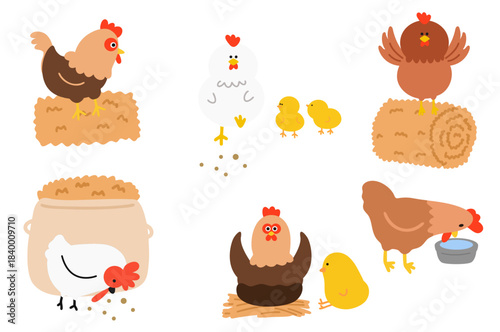 chicken set7