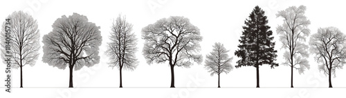 Diverse Trees in Monochrome: A row of diverse trees stand in stark monochrome, showcasing the unique form and character of each, offering a study in natural variations and textures.