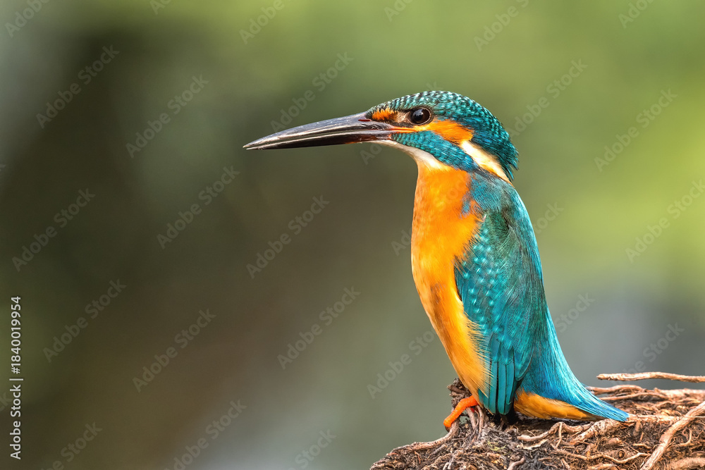 Naklejka premium A Common Kingfisher (Alcedo atthis) perched on a tree branch in a green blurred forest background at Keoladeo National Park, Bharatpur, Rajasthan, India