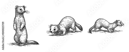 オコジョ（立ち上がる・伏せる・歩く）ペン画セット、Stoat (Standing, Crouching, Walking) Pen Illustration Set