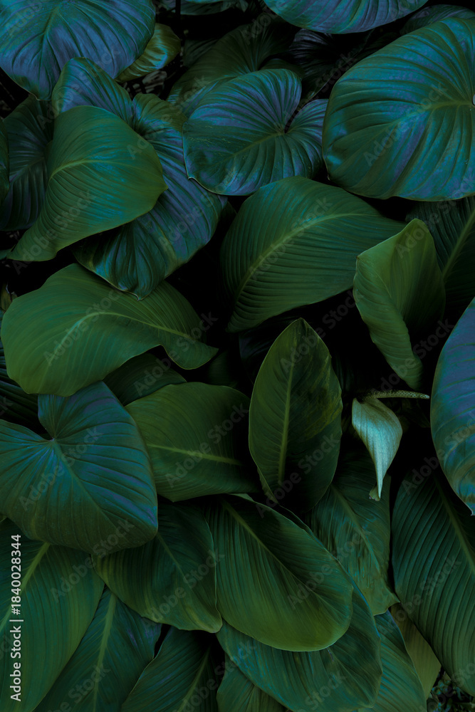 custom made wallpaper toronto digitalLeaf wall, plant wall, natural green wallpaper and background, nature wall, green forest nature background.