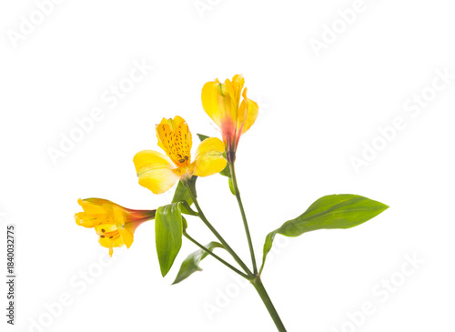 Flowers yellow beautiful macro like  isolated on white