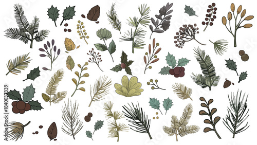 Illustration twigs and natural winter elements and plants separated. Vector set