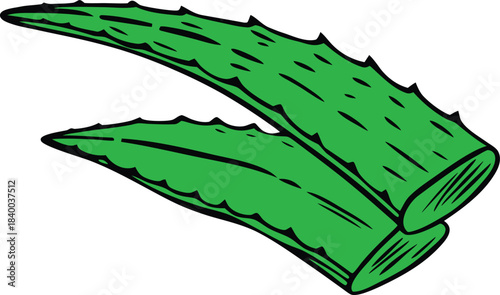 Natural Aloe Vera Leaf Clipart