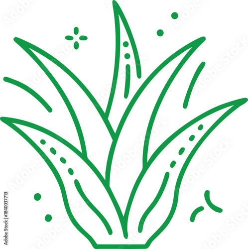 Aloe Vera Botanical Illustration