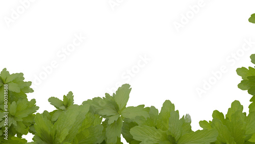 Tableau sur toile Green plant leaves forming a natural border frame on transparent background, 3d render ideal for botanical, nature, garden, and eco-friendly design projects