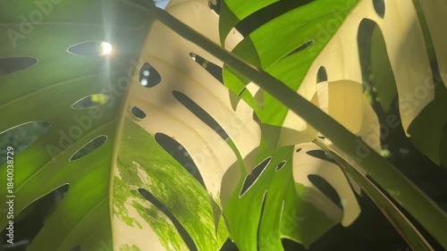 Sunlight shines through tropical monstera-style leaves, creating bright natural patterns and soft organic shadows.