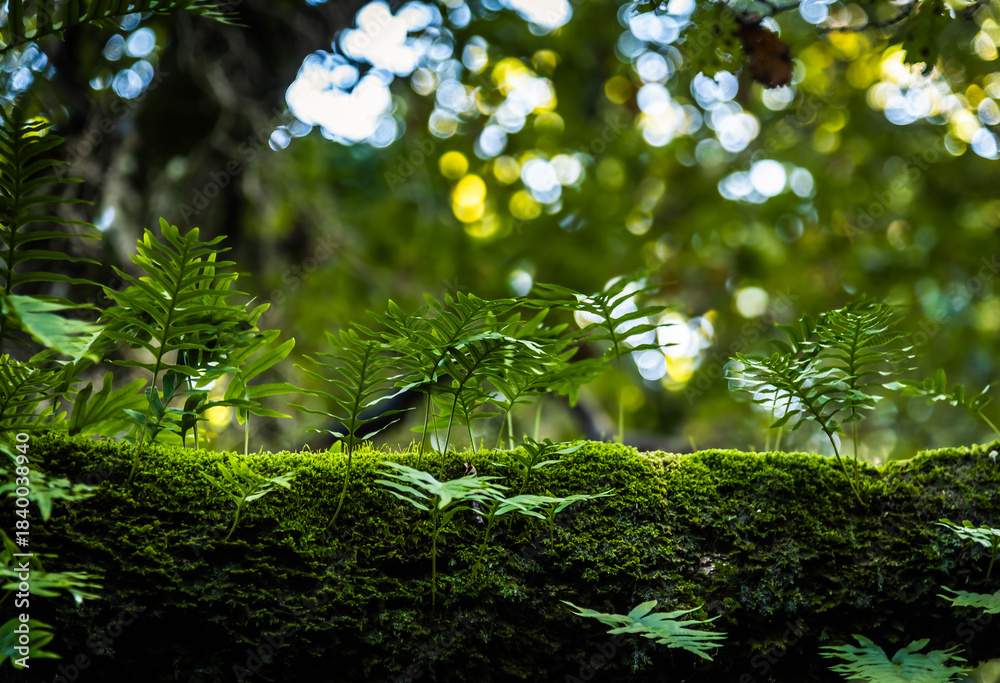 Fototapeta premium Beautiful details of the Ain Drahem forest in Tunisia