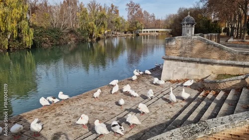 White geese flock sunbathing on stone embankment