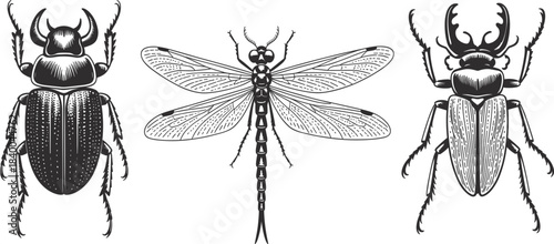 Set of three detailed vintage engraving style insects: rhinoceros beetle, dragonfly, and stag beetle, nature anatomy collection vector illustration