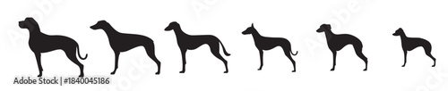 Elegant whippet dog in a dynamic running pose a striking black silhouette on transparent background, vector illustration.