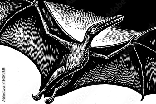 sketch of a pterodactyl in mid-flight with extended wings showing membrane texture and prehistoric avian form