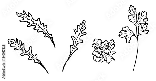 Sprigs of arugula and parsley black and white sketch. Vector illustration. Set of kitchen herbs, isolated on white background. For menus, recipes, printing on textiles and on packages, farmers' fairs