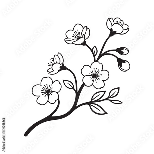 Elegant black outline illustration of a cherry blossom branch with flowers and buds.