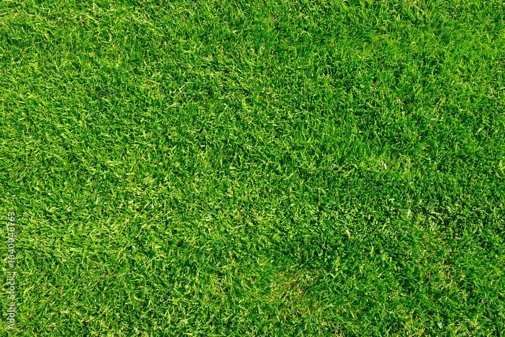 Fototapeta premium Сlearing with green cropped grass