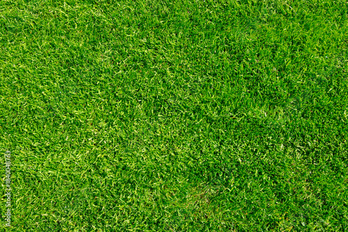 Сlearing with green cropped grass