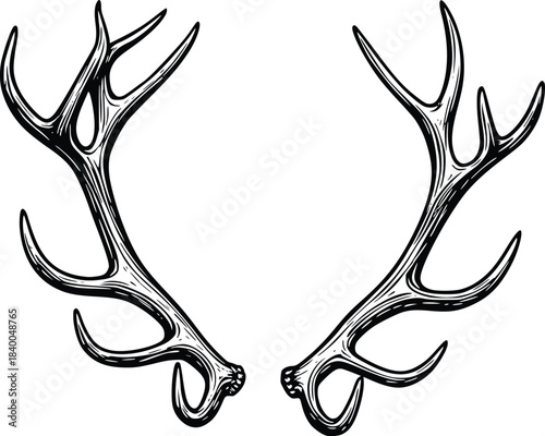deer antlers vector hand drawn vintage  illustration