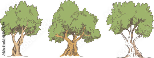 Set of three hand-drawn olive trees with textured trunks and green foliage, vintage sketch style Mediterranean nature vector illustration collection