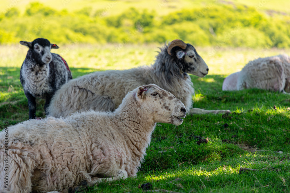 Obraz premium Group of Swaledale sheep resting in green pasture on sunny day, farm animals