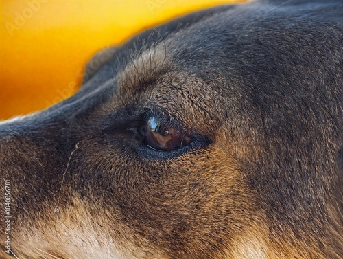 Close-up of a Loyal German Shepherd Mix Dog's Dark Brown Eye and Face Fur Against a Warm, Bright Background