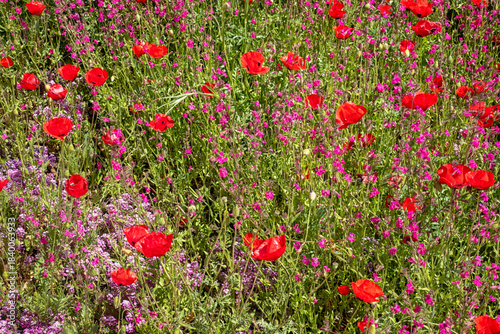 Vibrant Field of Red Poppies and Pink Wildflowers in Sunlight