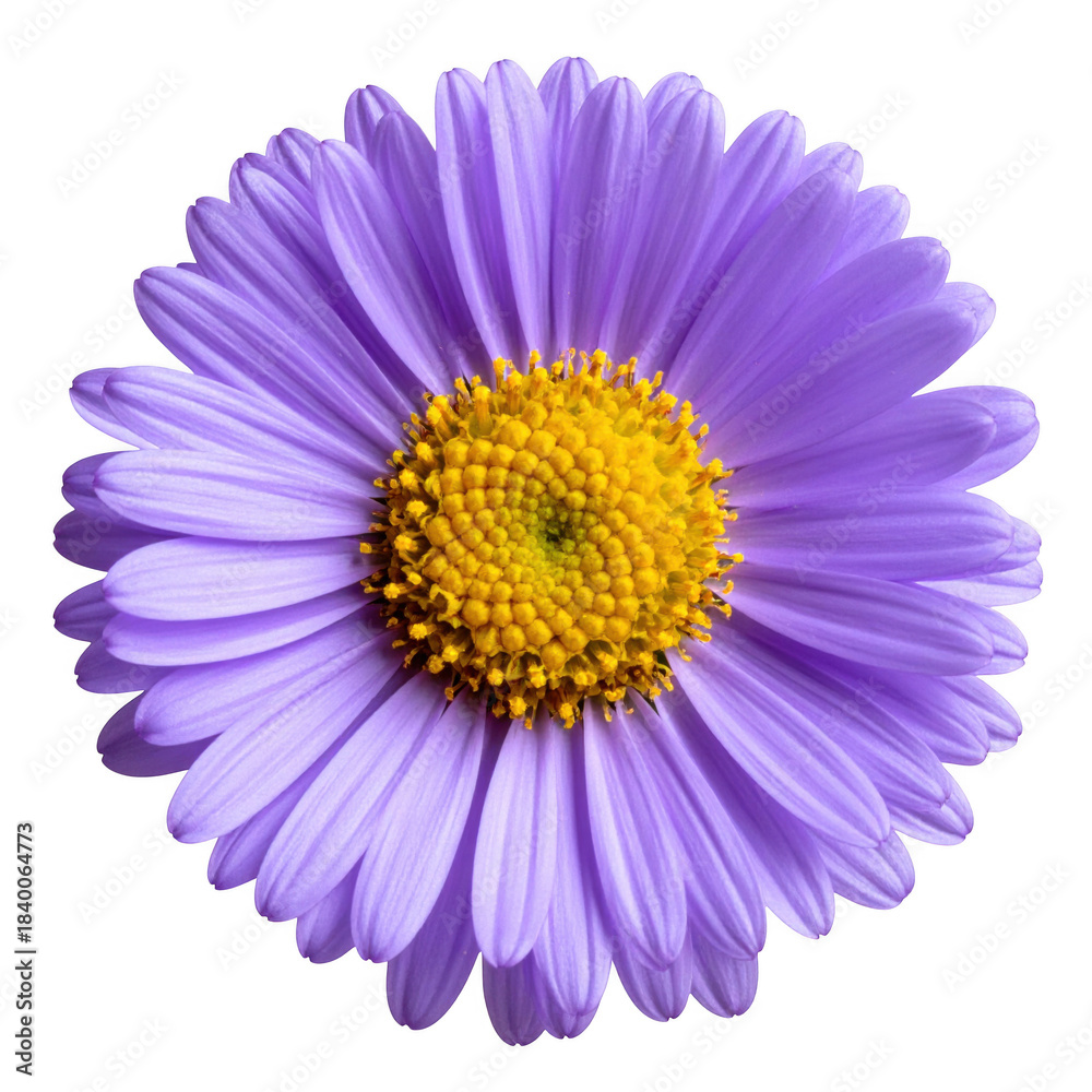Fototapeta premium Purple aster flower with yellow center isolated on white and transparent background